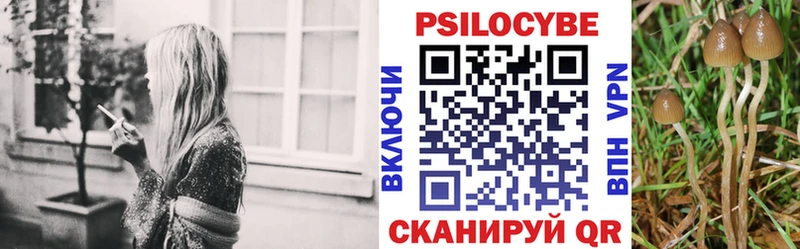 blacksprut tor  где купить наркоту  Новая Ладога  Псилоцибиновые грибы Psilocybine cubensis 